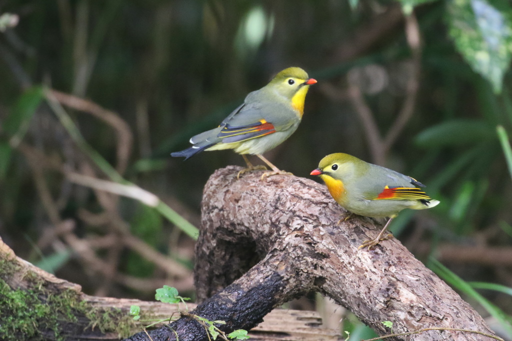 相思相愛のソウシチョウ