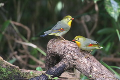 相思相愛のソウシチョウ