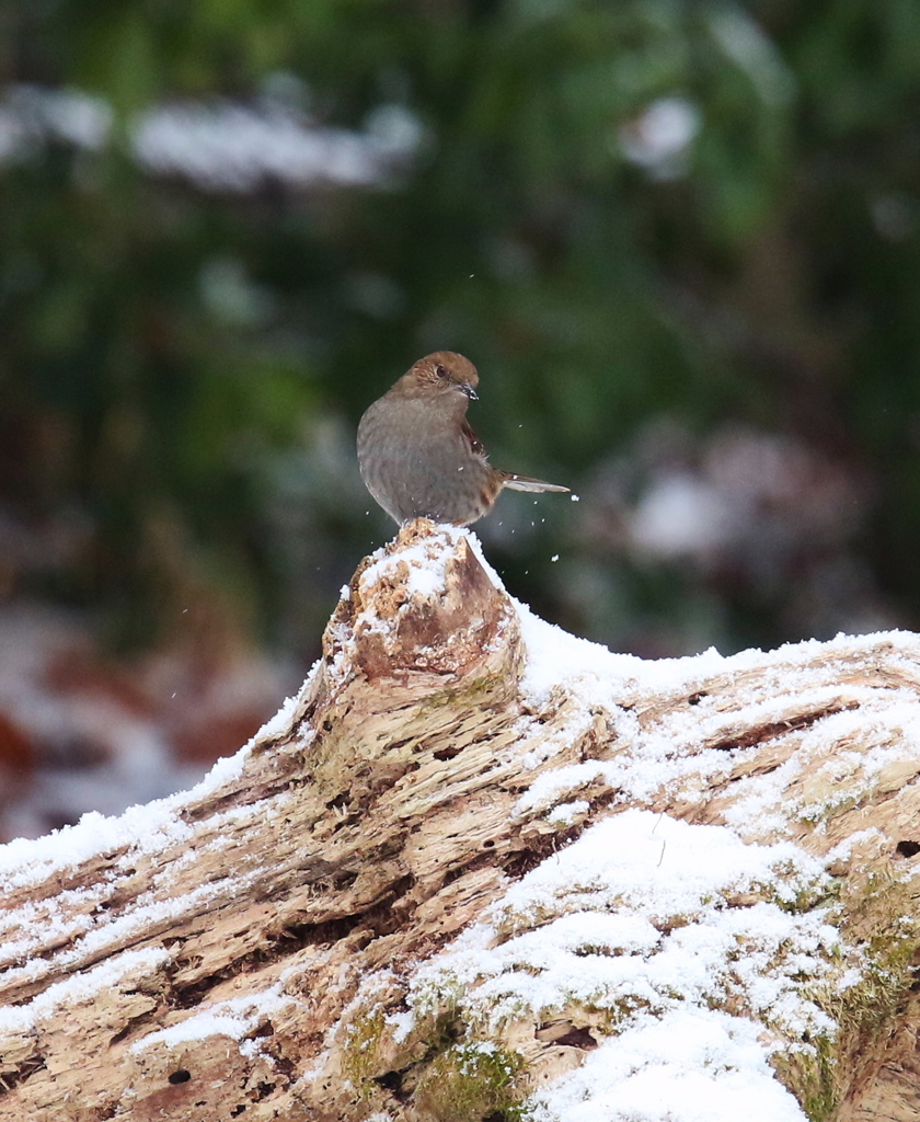 カヤクグリならぬ雪潜り③
