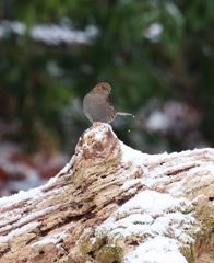 カヤクグリならぬ雪潜り③