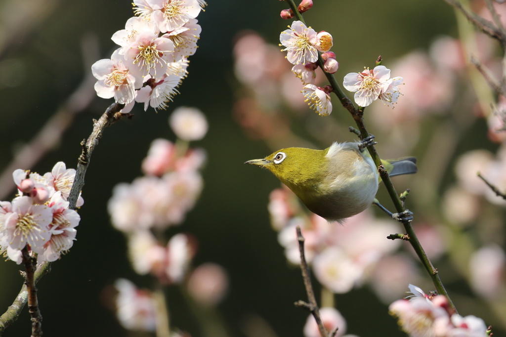 盛りの梅にメジロ