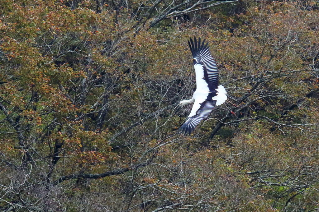 コウノトリの上翼