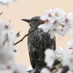 ずぶ濡れのお花見