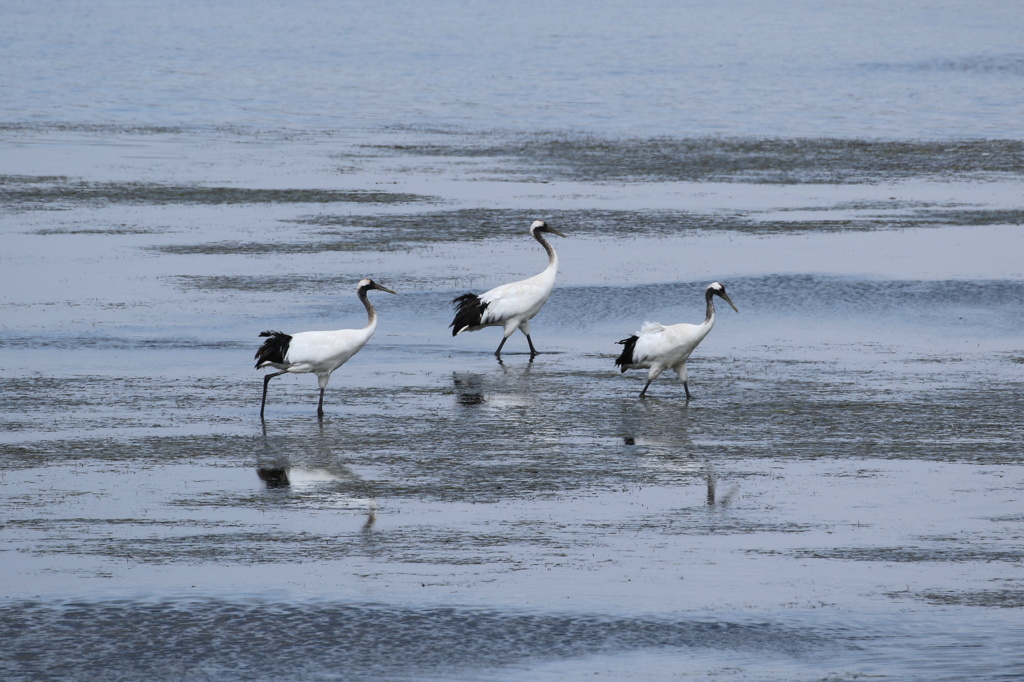 タンチョウの若鳥達