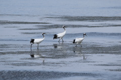 タンチョウの若鳥達