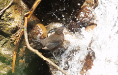 納涼のカワガラス②