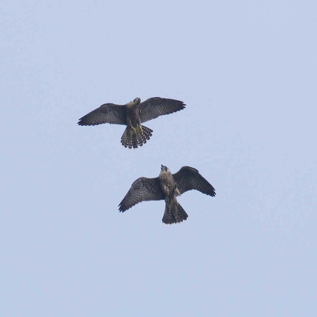 幼ハヤブサの戯れ②