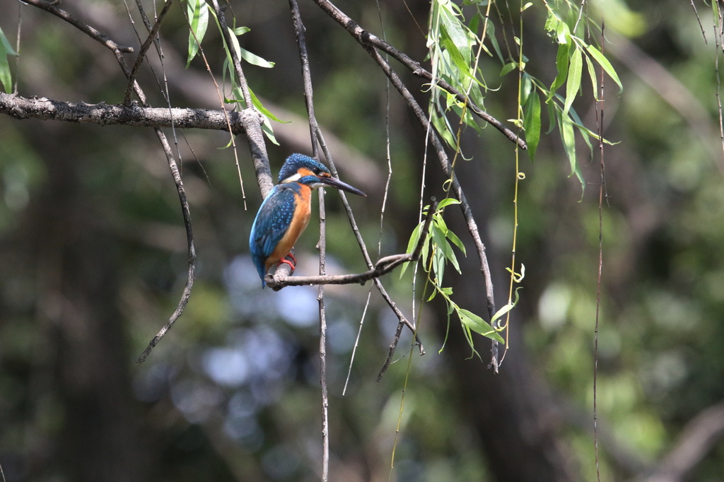 柳川君もホット一息