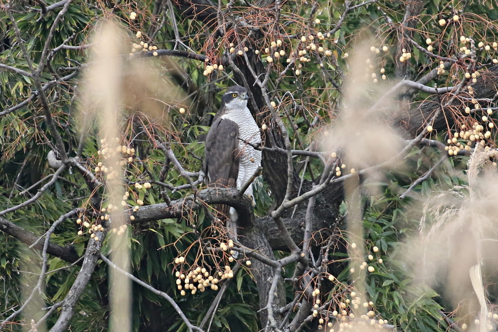 栴檀のオオタカ