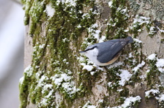 薄雪のゴジュウカラ