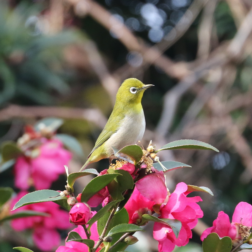 山茶花とメジロ