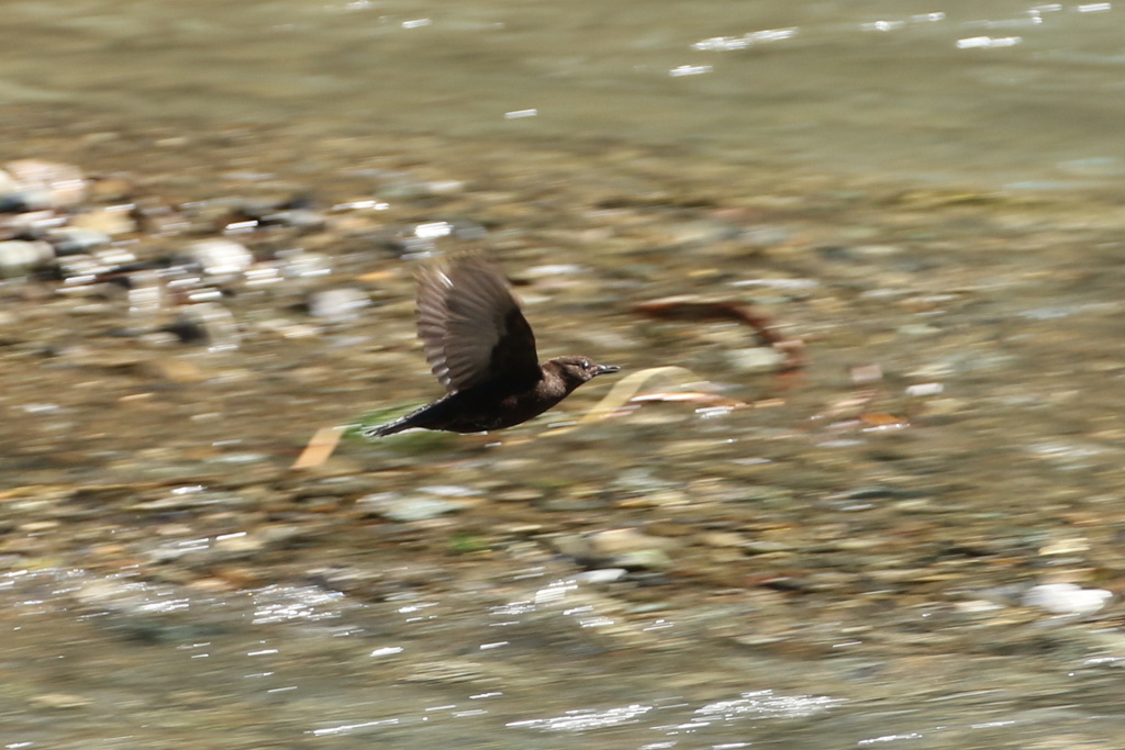 カワガラスの飛翔