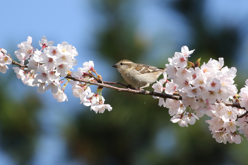 美味しそうな桜が一杯