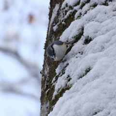 雪中のゴジュウカラ①