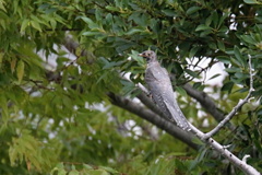 若筒鳥の背姿