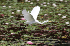 睡蓮池のチュウサギ