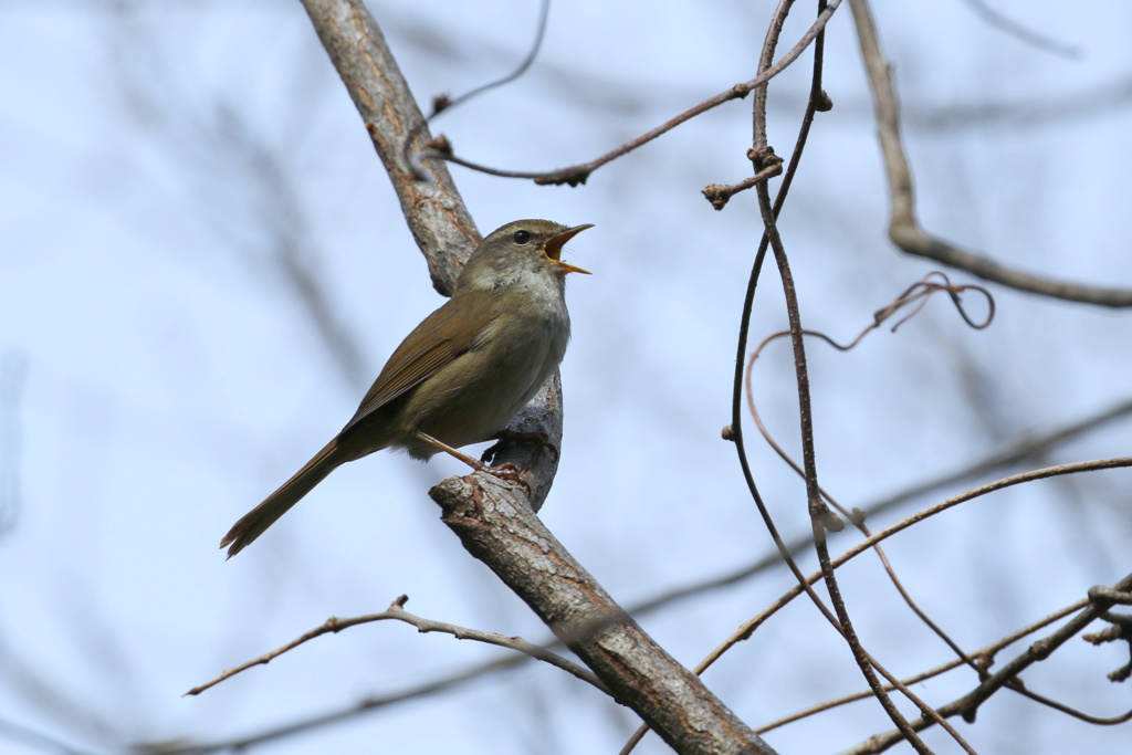 ウグイス鳴くなり