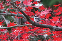紅葉え～がな①