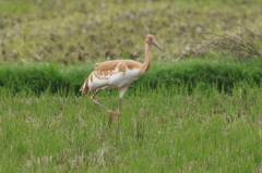 珍鳥のソデグロヅルⅠ