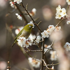 白梅にメジロ