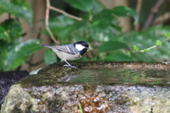 水場の日雀