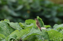 野菜畑のノビタキ