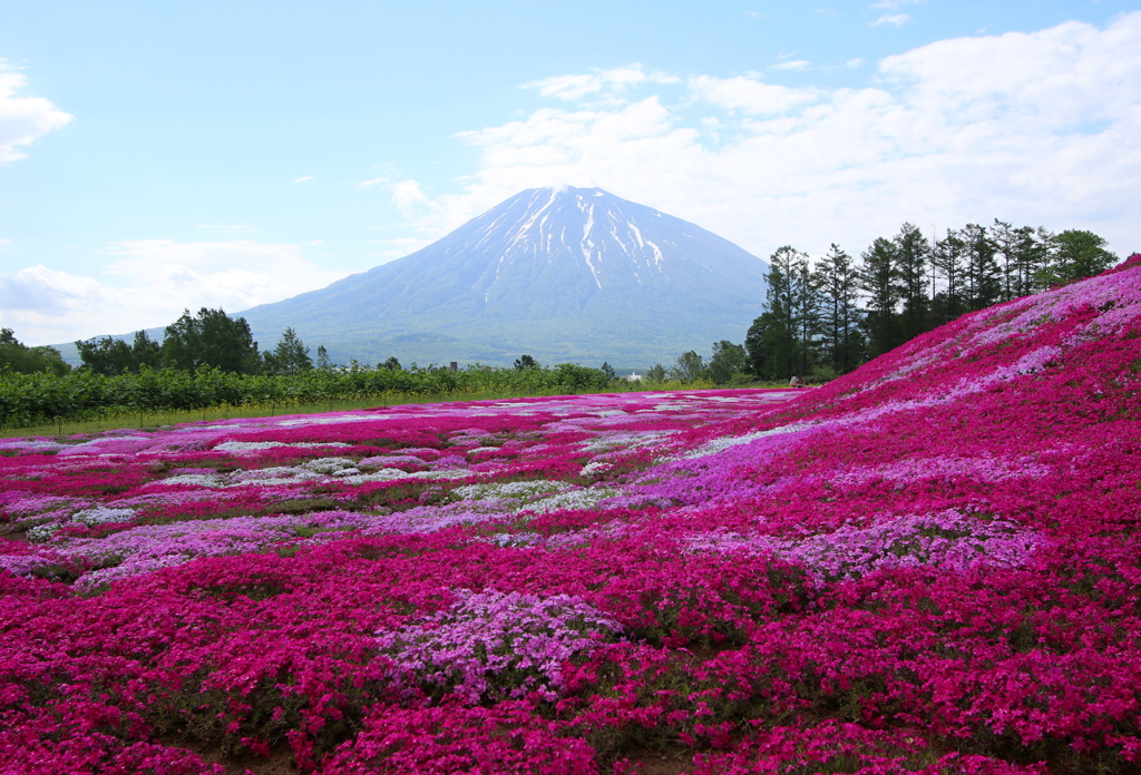 芝桜と羊蹄山