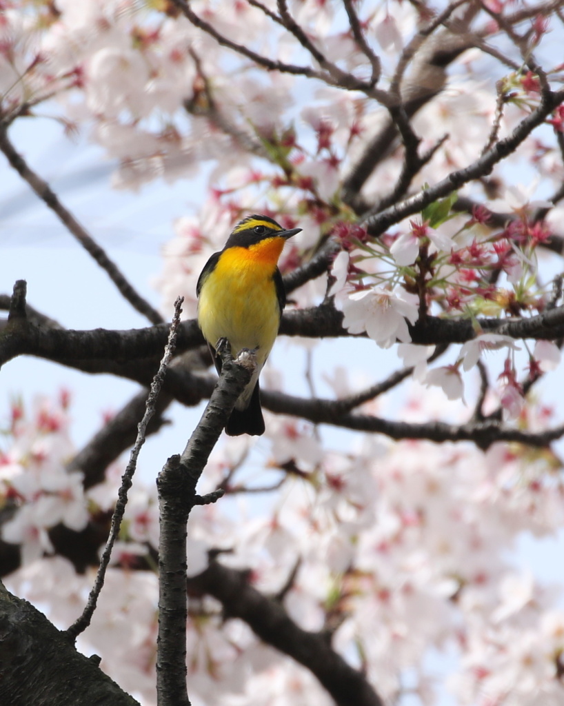 桜キビタキ