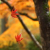 揺れるもみじ