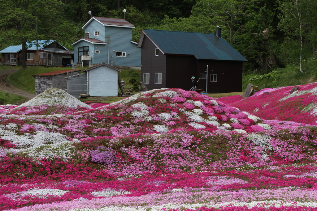 三島さん家の芝桜の丘