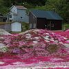 三島さん家の芝桜の丘