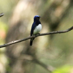 青い鳥　オオルリ