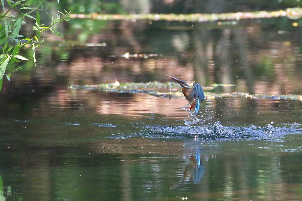 捕るのも撮るのも難しい