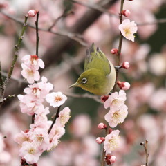 私の方が似合うわよ！