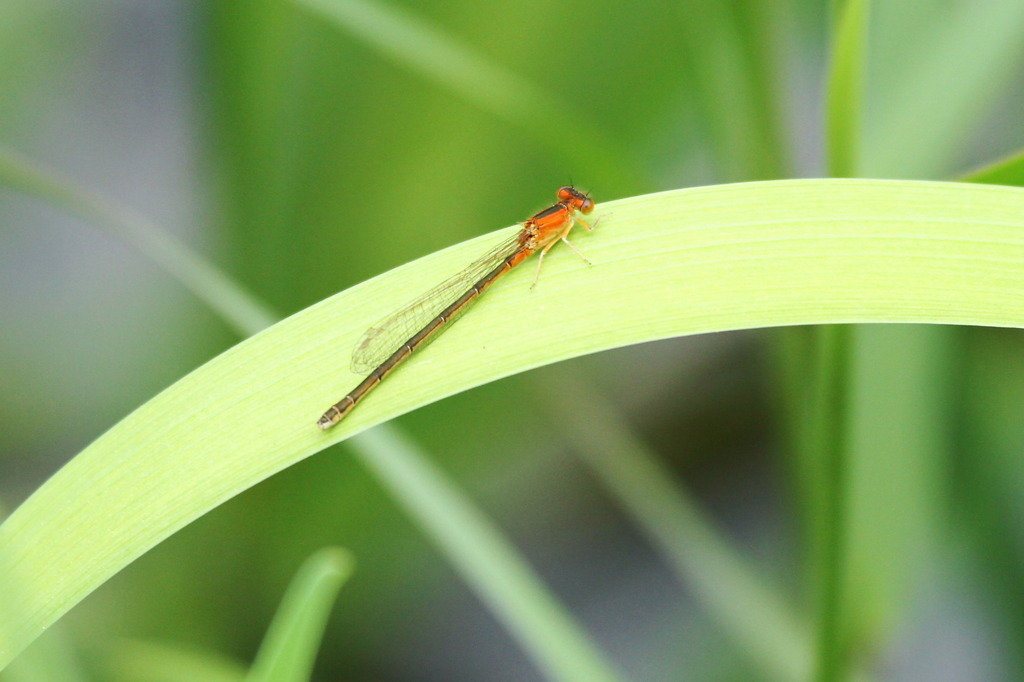 今シーズン初撮りイトトンボ