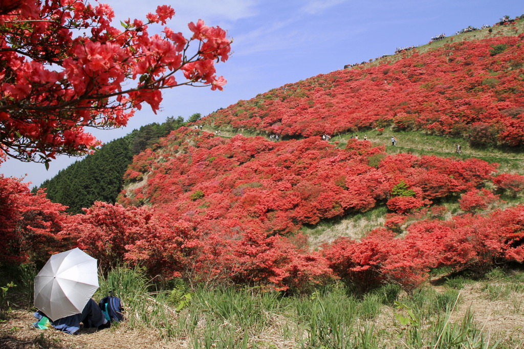 葛城山のつつじ⑪