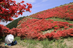 葛城山のつつじ⑪