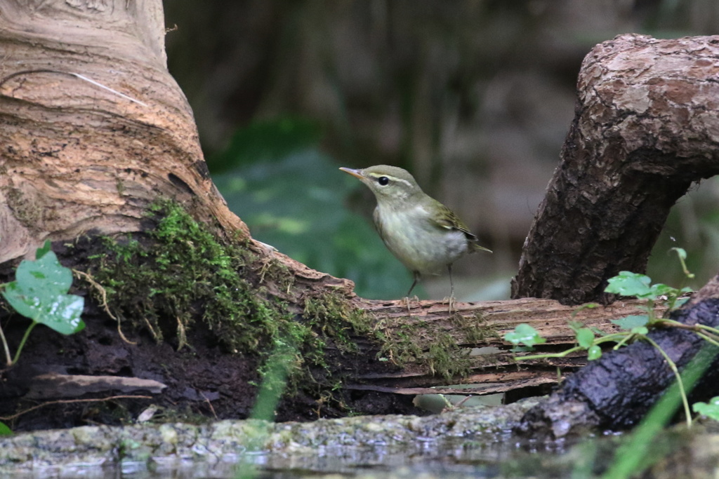 水飲み場のヤブサメ