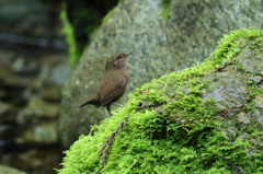 岩苔のみそっち