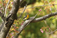 八重桜にキビタキ