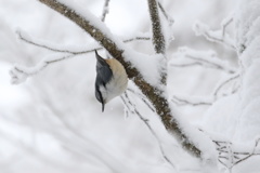 雪山のゴジュウカラ