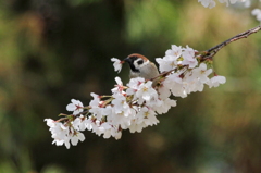 ニュウアリ桜
