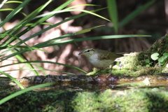 水場のメボソムシクイ