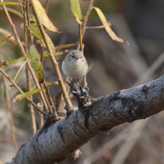 珍鳥の「チフチャフ」