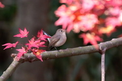 紅葉を愛でるニシオジロ