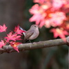 紅葉を愛でるニシオジロ