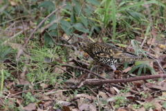 近所のトラツグミ 近所のトラツグミ