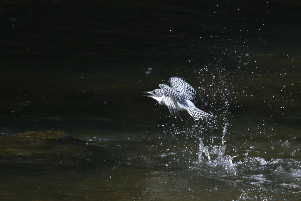 ヤマセミの飛び込み(2)