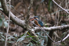 100-400Ⅱの試し撮り①