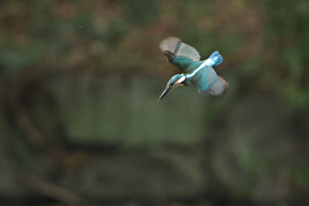 兄のお手本～急降下～